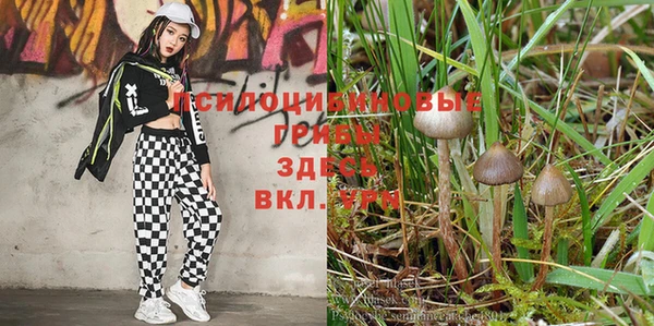 ешки Каменногорск